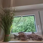 Auszeit Foehr 아파트 *